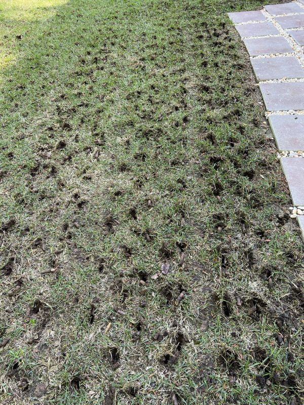 Core Aeration