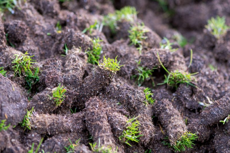 Core Aeration