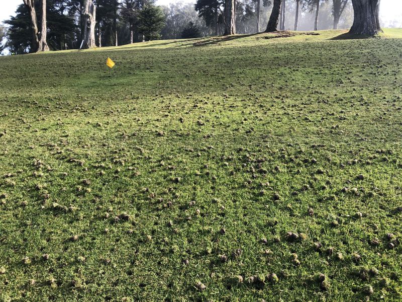 Core Aeration Cost Insights — Cost of Core Aeration