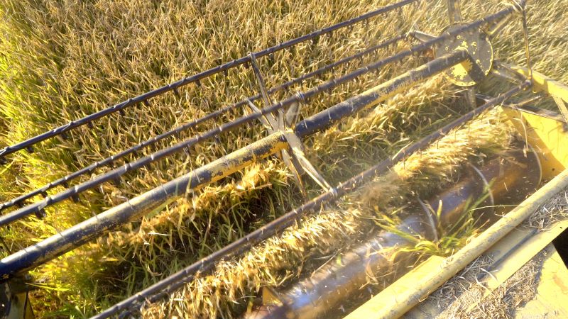 Core Aeration Cost Insights — Cost of Core Aeration