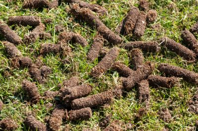 Remove Cores of Soil to Allow Oxygen and Nutrients to Enter the Soil!